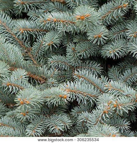 Fluffy Branches Of A Spurce With Beautiful Fresh Needles