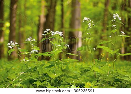 Forest With Flowering Plants