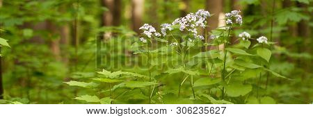 Blooming Lunaria In The Summer Sunny Park