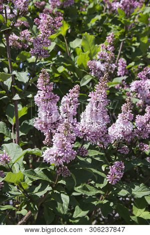 Purple Lilac Branches And Green Leaves. Blooming Lilac Branch