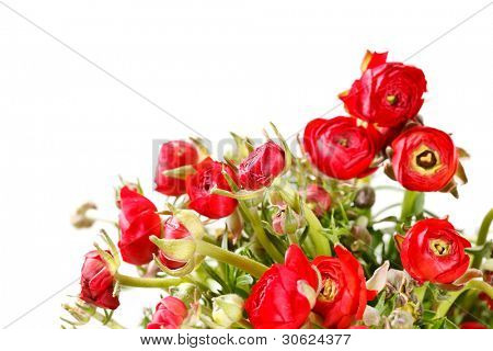 Ranuncolo rosso