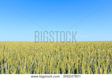 Wheat Field Against Blue Sky. Young Wheat Field Against The Sky.