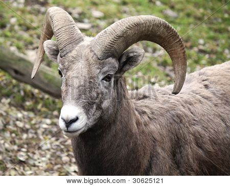Muflone