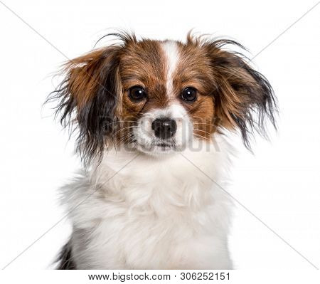 Phalene looking at camera against white background