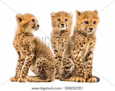 Group of a family of three months old cheetah cubs sitting together