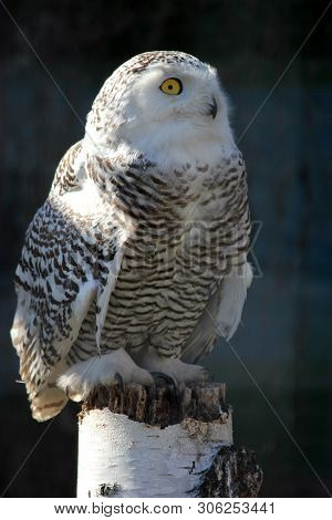 Portrait Of An Snow Owl Sitting On The Wood Trank Stunk