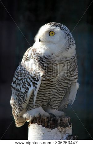 Portrait Of An Snow Owl Sitting On The Wood Trank Stunk