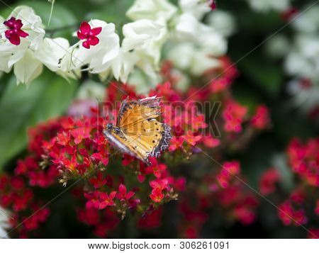 Close Up Broken Wing Orange Butterfly Plain Tiger (danaus Chrysippus Chrysippus) On Red Flower With 