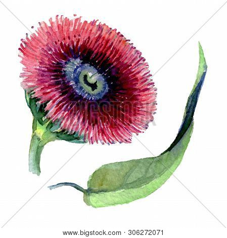 Red Eucaliptus Floral Botanical Flowers. Watercolor Background Set. Isolated Eucaliptus Illustration