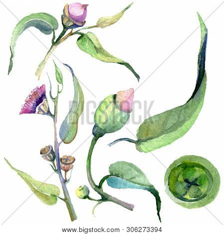 Red Eucaliptus Floral Botanical Flowers. Watercolor Background Set. Isolated Eucaliptus Illustration