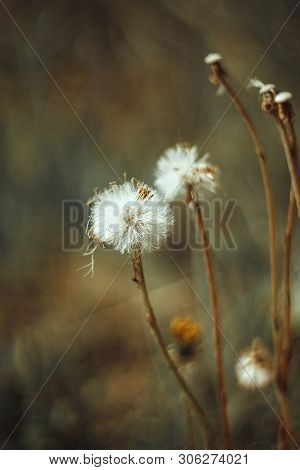Fluffy White Flower Fall Dandelion, Autumn Hawkbit On Yellow Green Blurred Background. Close - Up Ma