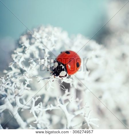 Beautiful Ladybug On White Moss Closeup. Ladybird On A Blue Background On A Sunny Day, Macro. Red Be