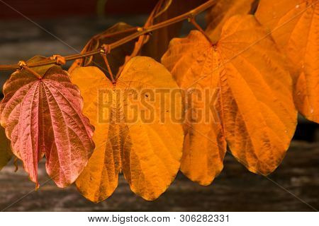 Bauhinia Aureifolia, Golden Leaves, Is A Large Vine Wood