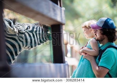 Zoo Visitors Little Girl And Her Father Feeding Zebra Through The Fence At The Petting Zoo, Close Up