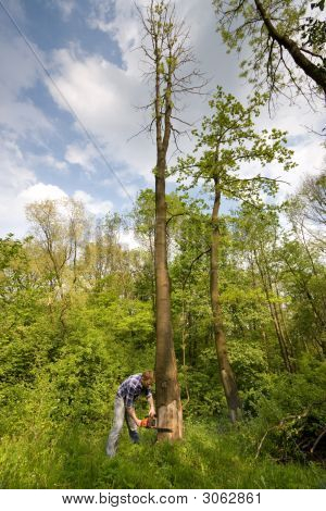 Mladý muž řezání strom