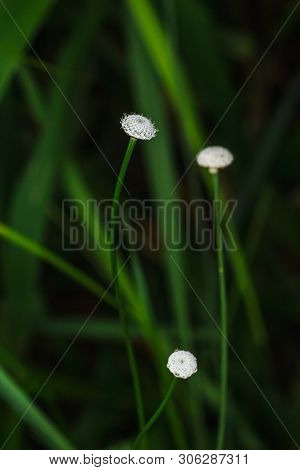 Melampodium Leucanthum In Nature Has Small White Flowers Is A Shrub Covering The Ground
