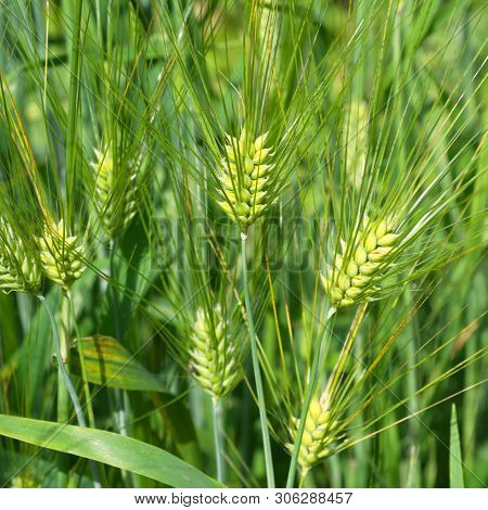 Green Ears Of Six-row Barley Close Up