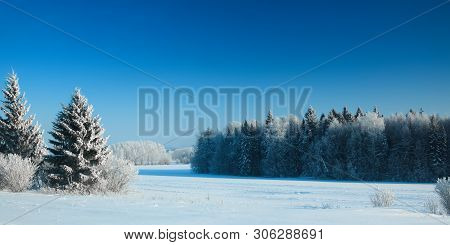 Trees Under Snow In Frosty Winter Day