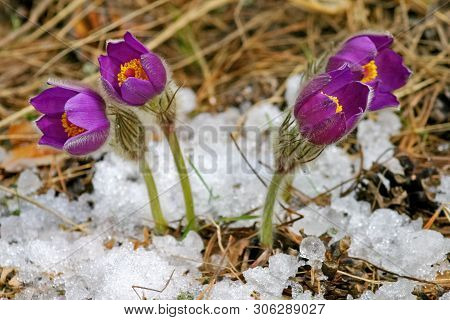 Pulsatilla Patens Are Punched From Under The Snow, At The Spring. Short Selective Focus.
