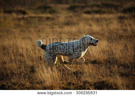Portrait Of Central Asian Shepherd Dog Outdoor