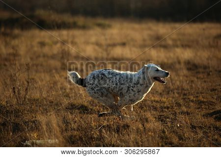 Portrait Of Central Asian Shepherd Dog Outdoor