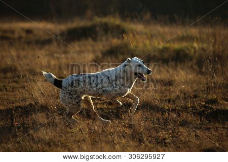 Portrait Of Central Asian Shepherd Dog Outdoor