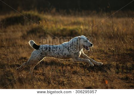 Portrait Of Central Asian Shepherd Dog Outdoor