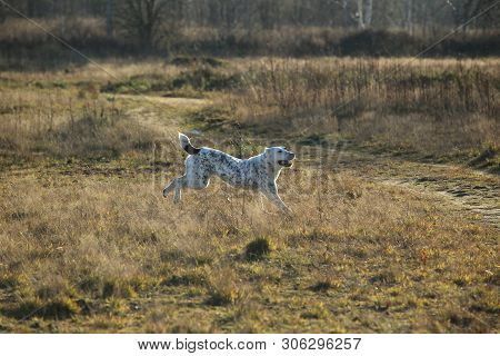 Portrait Of Central Asian Shepherd Dog Outdoor
