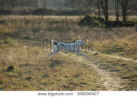 Portrait Of Central Asian Shepherd Dog Outdoor