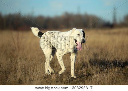 Portrait Of Central Asian Shepherd Dog Outdoor