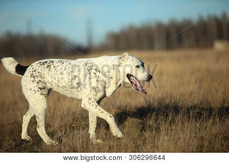 Portrait Of Central Asian Shepherd Dog Outdoor