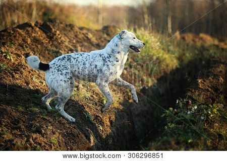 Portrait Of Central Asian Shepherd Dog Outdoor