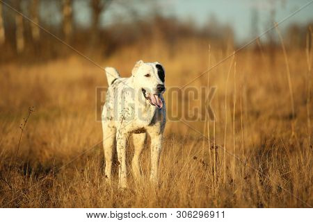 Portrait Of Central Asian Shepherd Dog Outdoor