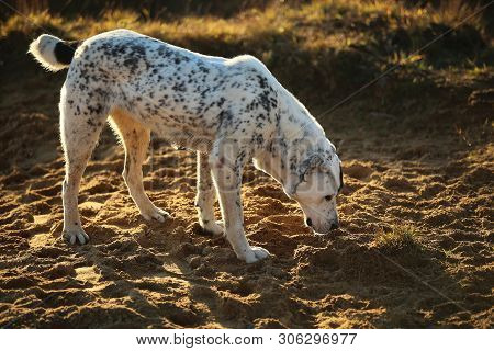 Portrait Of Central Asian Shepherd Dog Outdoor