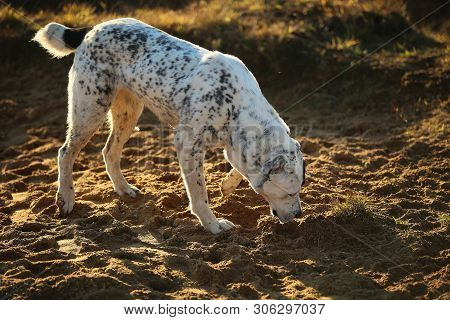 Portrait Of Central Asian Shepherd Dog Outdoor