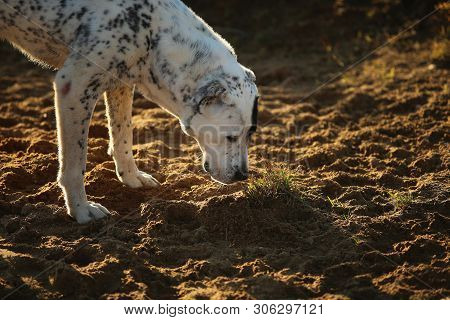 Portrait Of Central Asian Shepherd Dog Outdoor