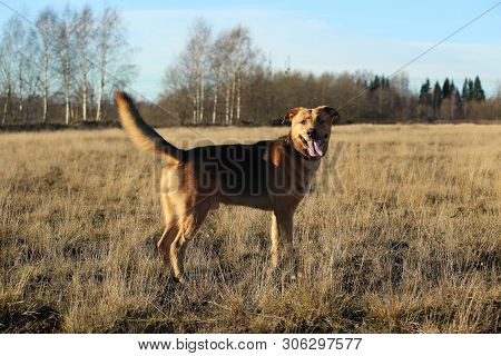 Portrait Of Happy Mongrel Dog Walking On Sunny Yellow Field.
