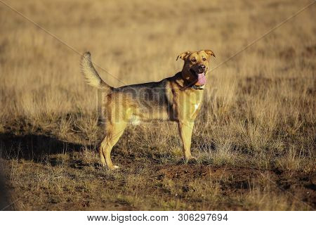 Portrait Of Happy Mongrel Dog Walking On Sunny Yellow Field.