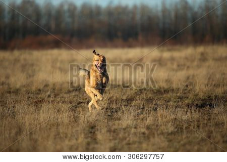 Portrait Of Happy Mongrel Dog Walking On Sunny Yellow Field.