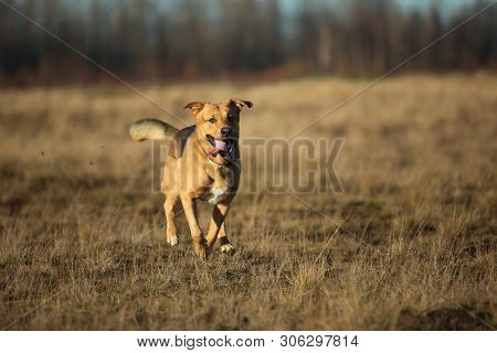 Portrait Of Happy Mongrel Dog Walking On Sunny Yellow Field.