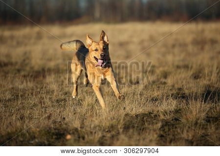 Portrait Of Happy Mongrel Dog Walking On Sunny Yellow Field.