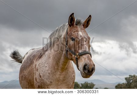 Free horse in a blossom meadow