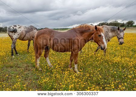 Free horses in a blossom meadow with yellow flowers
