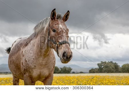 Free horse in a blossom meadow with yellow flowers