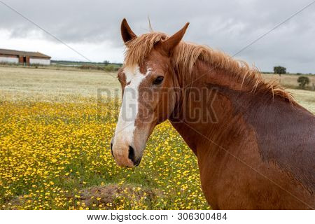 Free horse in a blossom meadow with yellow flowers