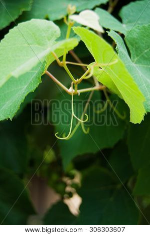 Green Curled Sprig Just Grown Of A Grape Plant