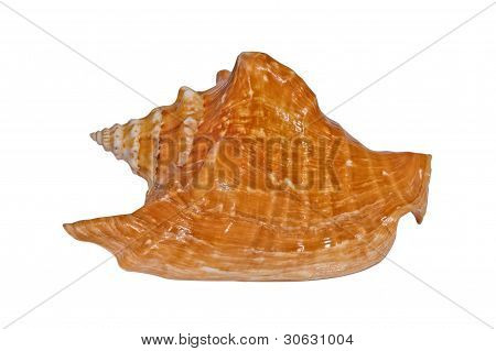 Sea shell Tricornis
