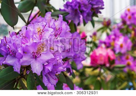 Pacific Rhododendron (rhododendron Macrophyllum) Is A Large-leaved Species Of Rhododendron Native To