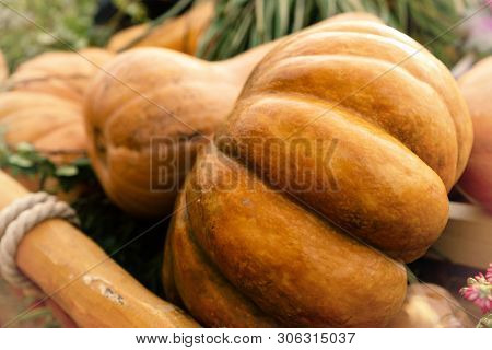 Two Pumpkin Orange Big Ribbed Muscat Close Up Seasonal Harvest Background Base