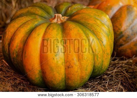 Ripe Pumpkin Ribbed Yellow Large Harvest Autumn Farmer Design Seasonal